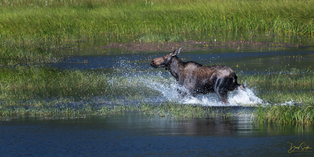 Moose On The Loose Photography Art | Mountain West Photography