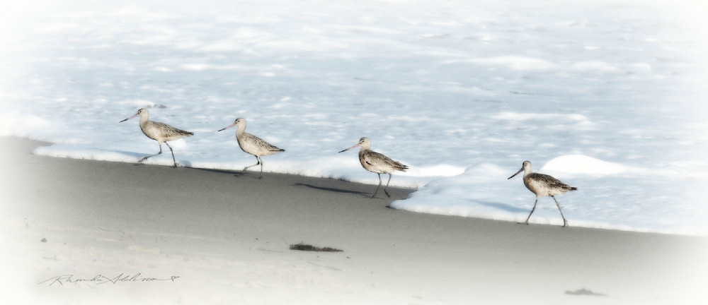 Sandpipers 4