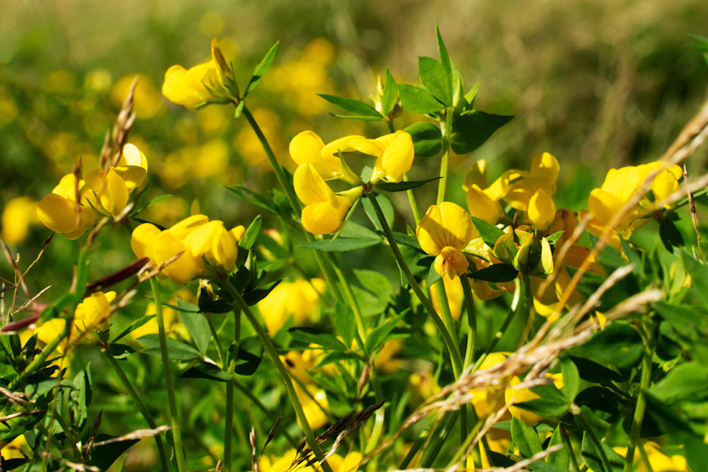 Meadow Vetchling Photography Art | Playful Gallery by Rob Harrison