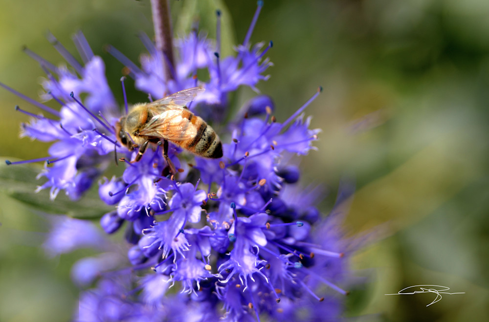 Bee With Flower Photography Art | Audrey Nilsen Studios