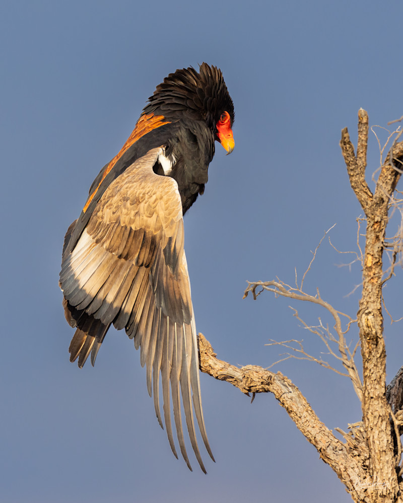 Bateleaur Wing Stretch