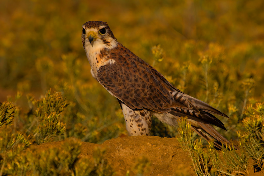 Prairie Falcon On Ground Autumn 1020 Photography Art | Christina Rudman Photography