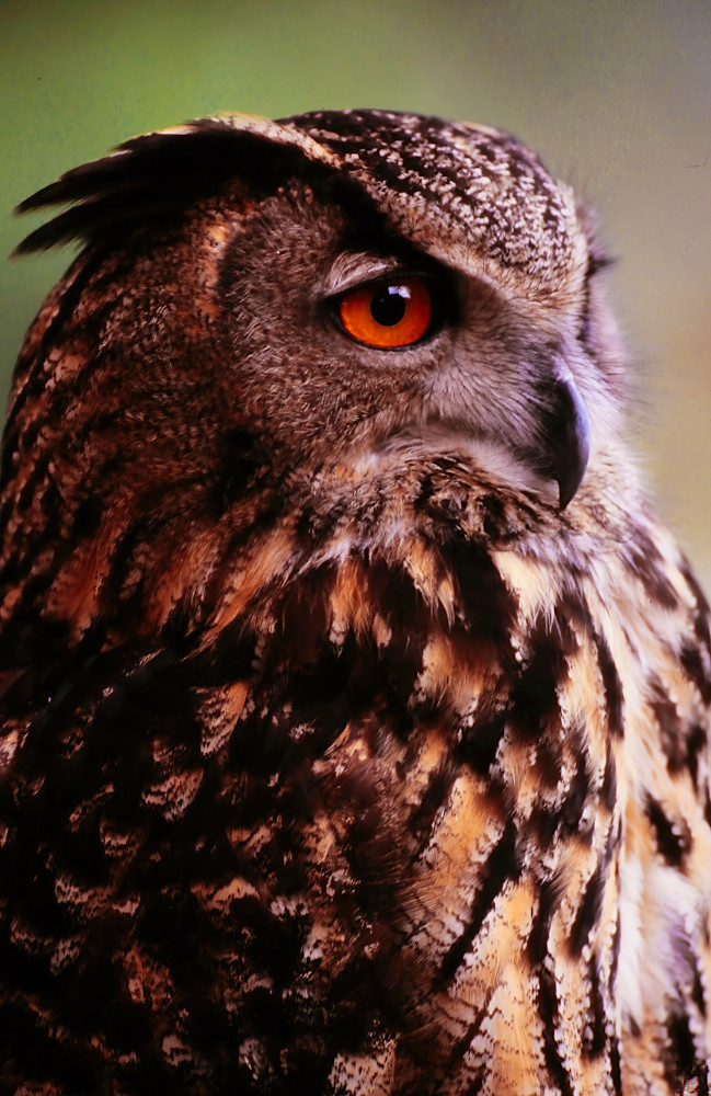 Eagle Owl Orange Eye Closeup 9012 Photography Art | Christina Rudman Photography