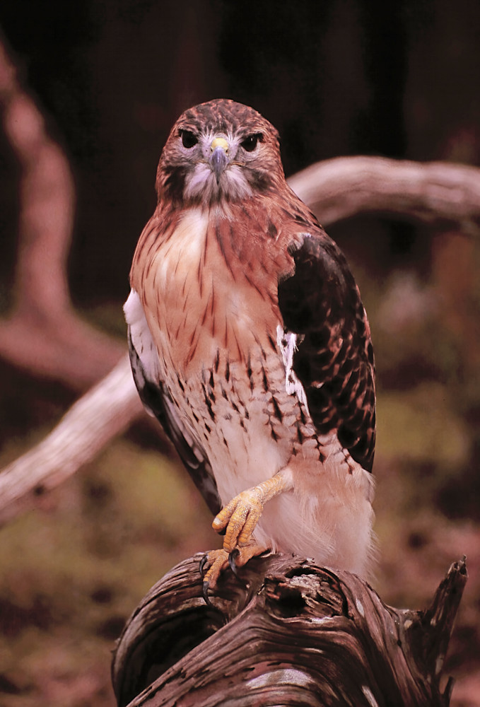 Red Shoulder Hawk Headon 9002 Photography Art | Christina Rudman Photography