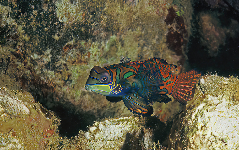 Mandarin Fish Indonesia 3939 Photography Art | Christina Rudman Photography