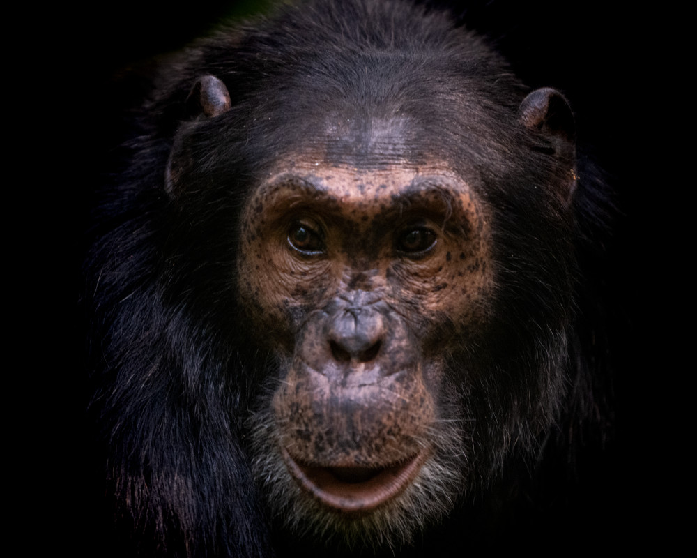 Chimpanzee Portrait,  Kibale National Forest, Uganda Photography Art | Tom Ingram Photography