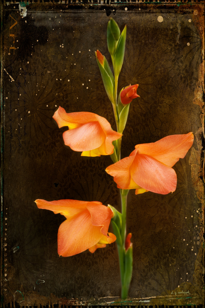 Gladiolus I
