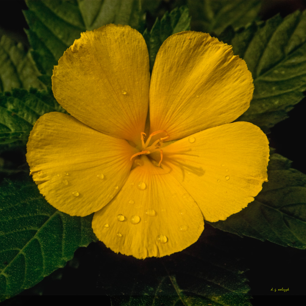 Turnera ulmifolia - Ramgoat Dashalong - Yellow Alder
