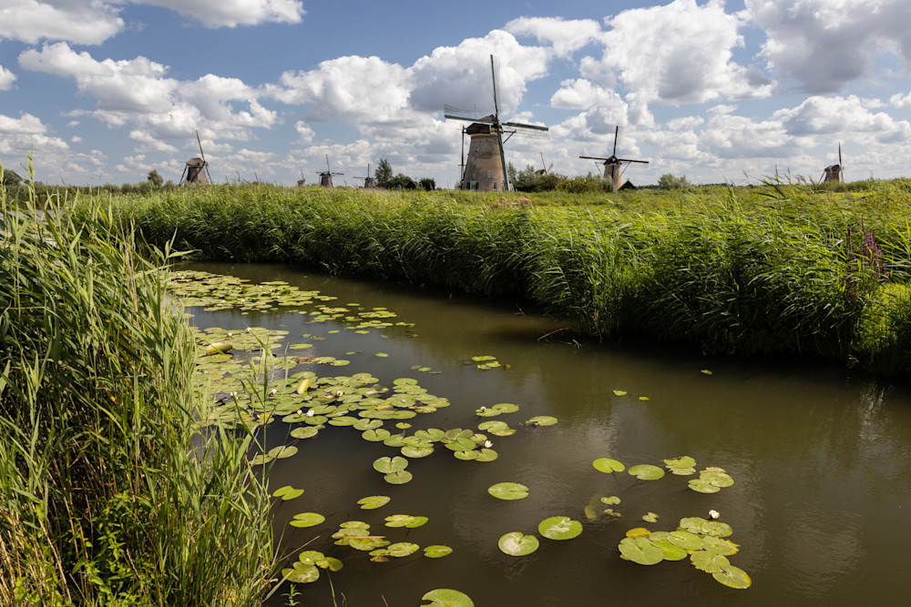 Windmills And Lily Pads In The Netherlands Art | Leiken Photography