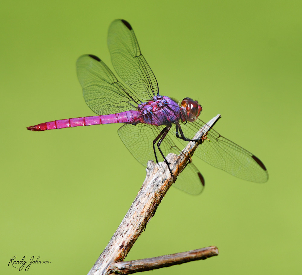 Dragonfly-by-the-Stream