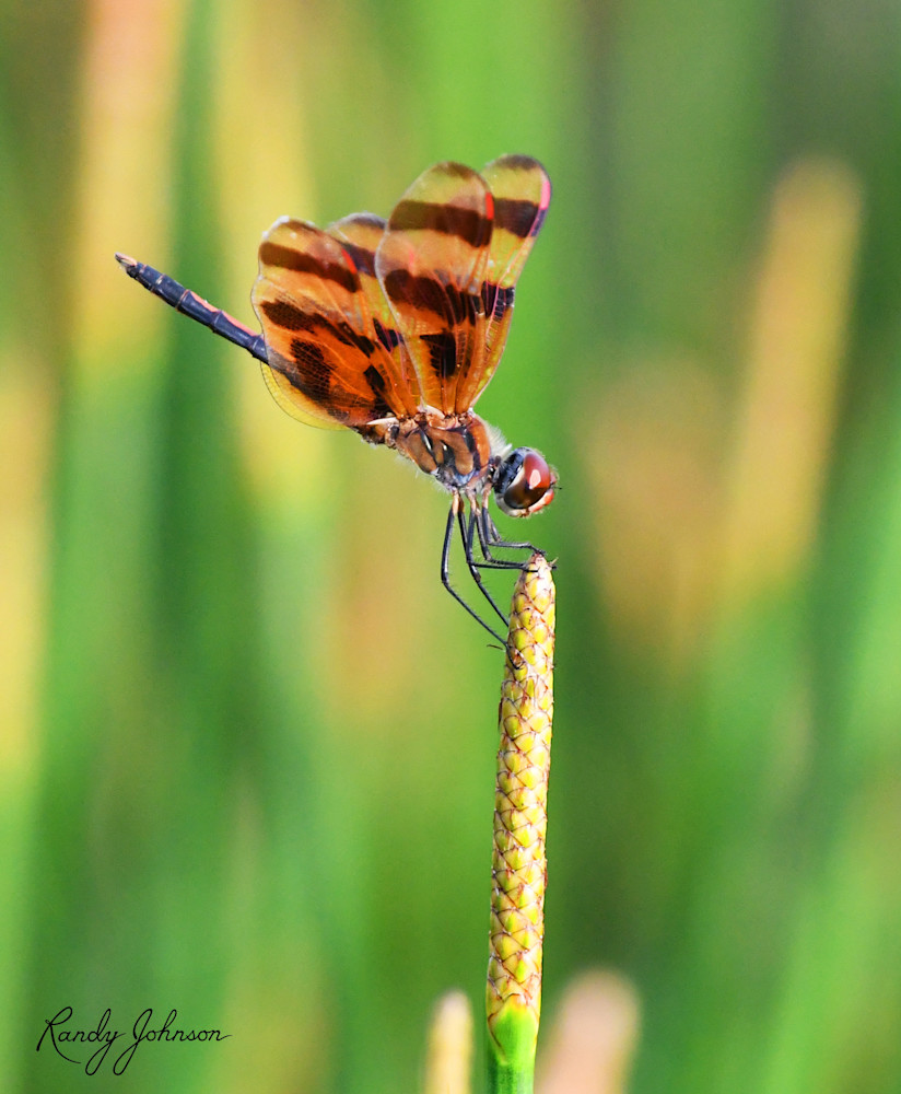 Dragonfly-Perch