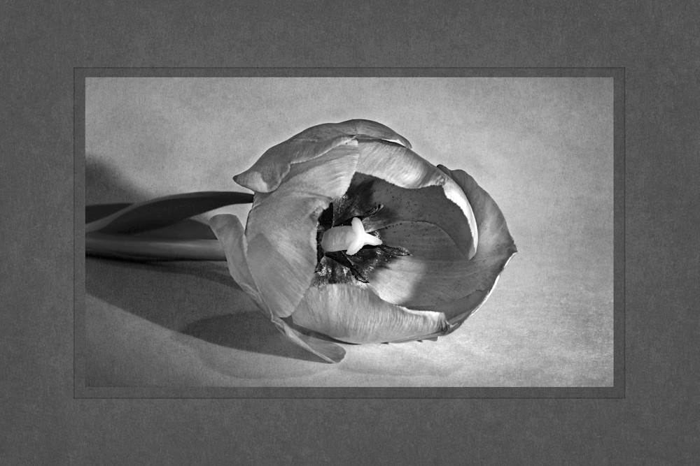 Tulip Time Photography Art | membymaryanne.com