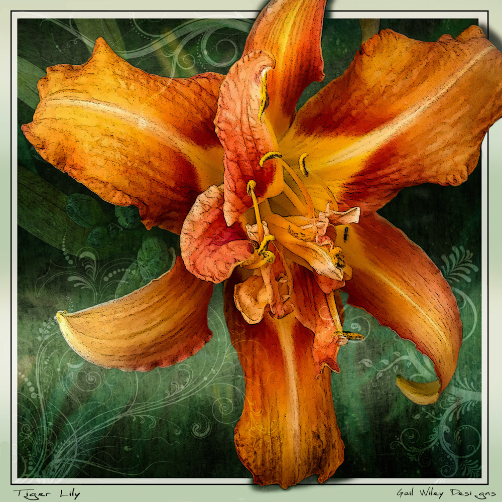 Tiger Lilly Square Print Photography Art | Gail Wiley Thompson Photography