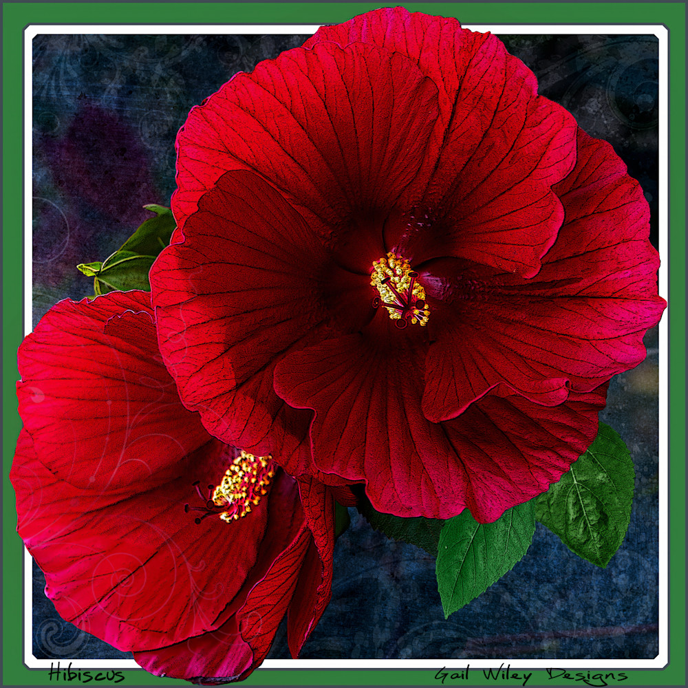 Hibiscus Square Print Photography Art | Gail Wiley Thompson Photography