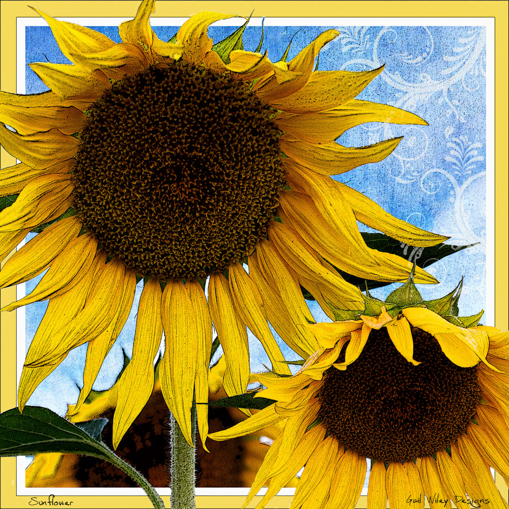 Sunflower Square Print Photography Art | Gail Wiley Thompson Photography