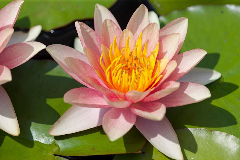 Water Lily flower