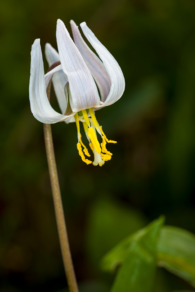 White Fawn Lily blossom