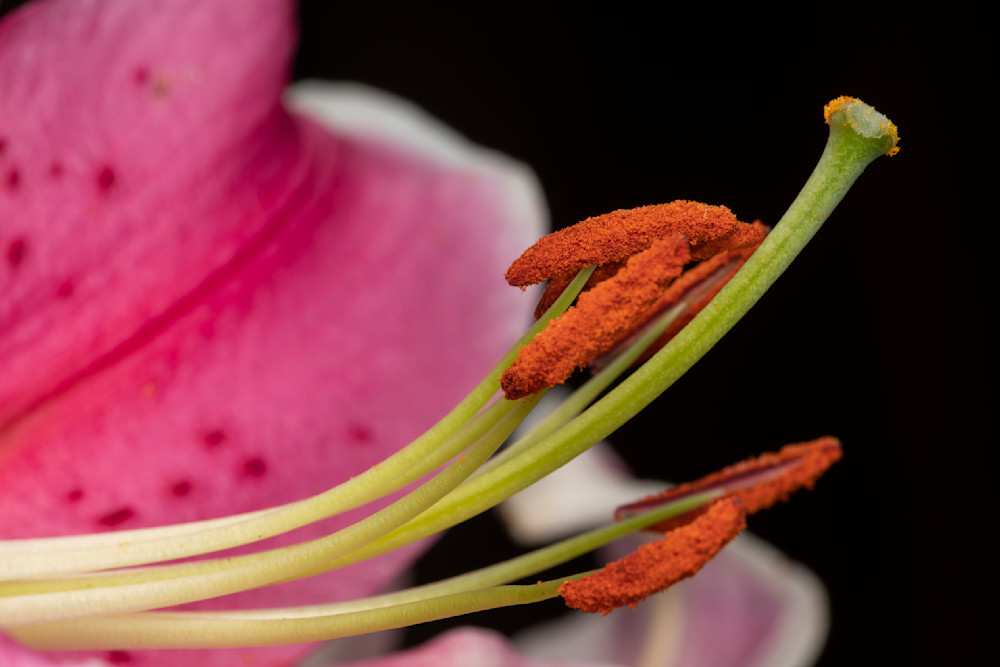 Starburst Lily blossom