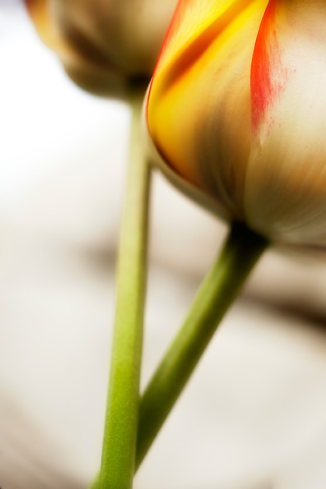 Tulip, Beauty of Spring