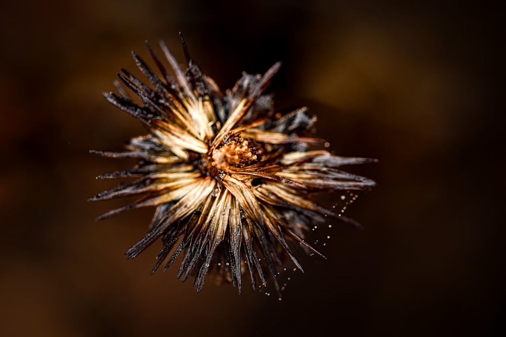 Autumn's Elegy No. 2 Photography Art | Amber Louise Photography