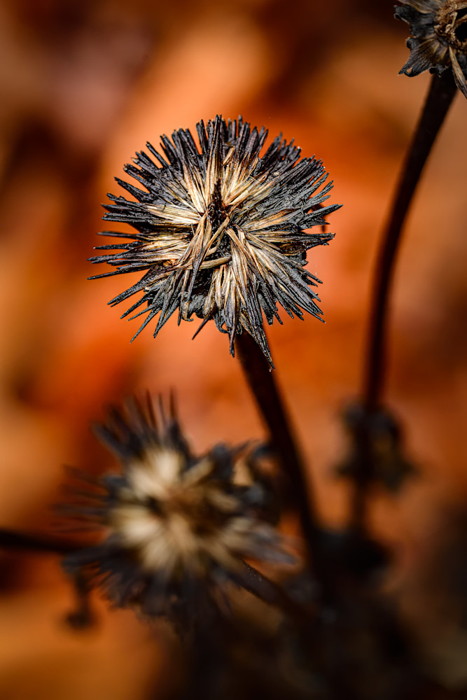 Autumn S Elegy No 1 Photography Art | Amber Louise Photography