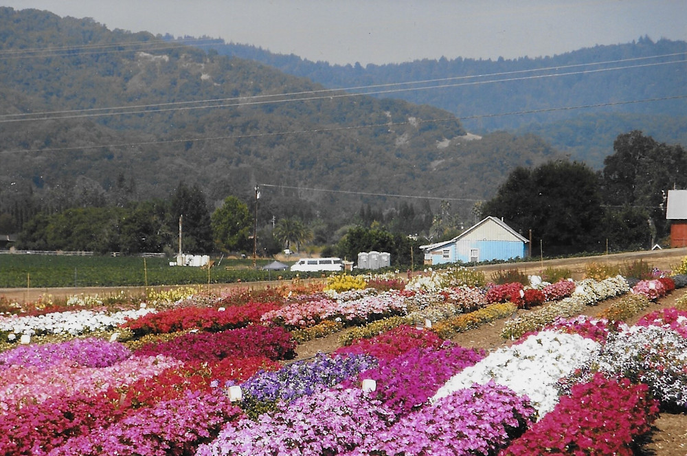 Gilroy Flowers Art | Jeanie Watson