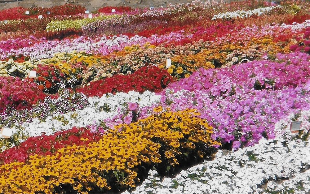 Flowers For Seeds Art | Jeanie Watson