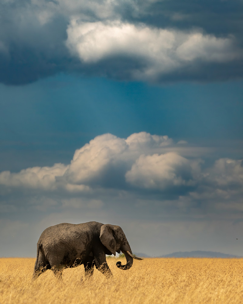 African Savanna Elephant,  Maasai Mara, Kenya Photography Art | Tom Ingram Photography