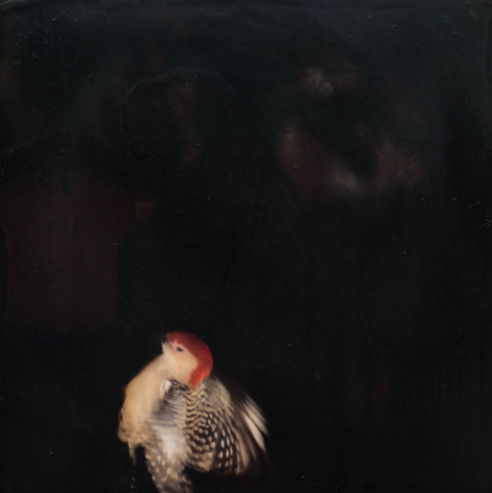 Bird #15, Woodpecker, from the Escaping Bird Series by John Maggiotto