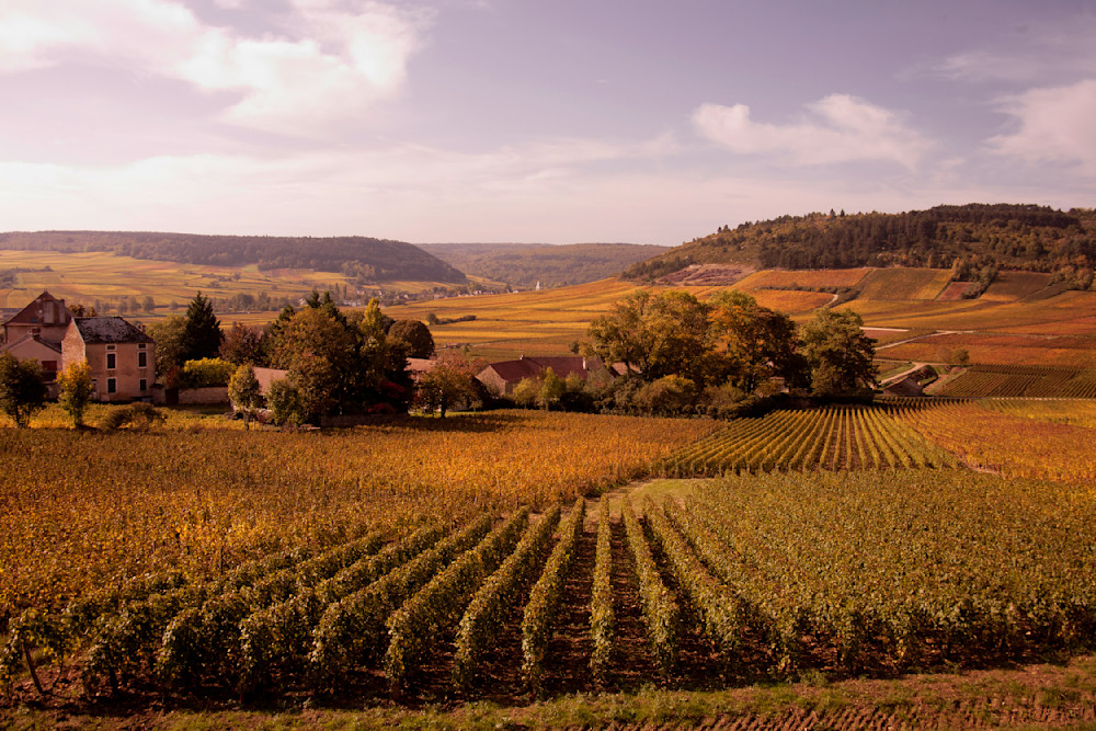 Burgundy Autumn Vineyard In The Monthelie Valley Photography Art | Europa Photogenica     Barbara van Zanten