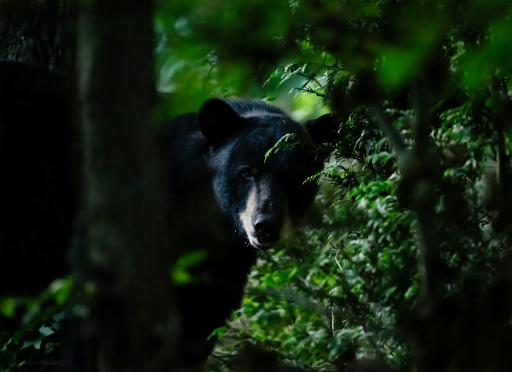 Black Bear   See Into My Soul Photography Art | D. Noel Imagery