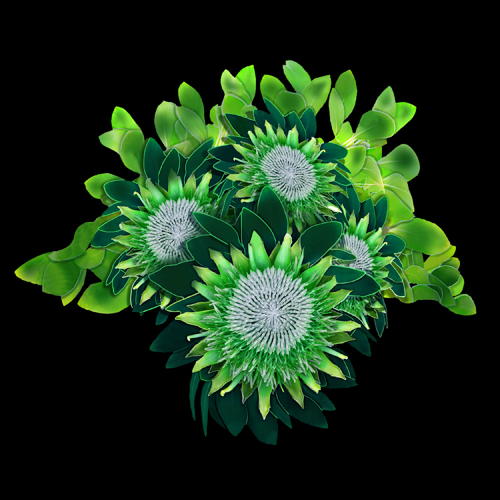 Green King Protea Flowers Art | Art from the Soul