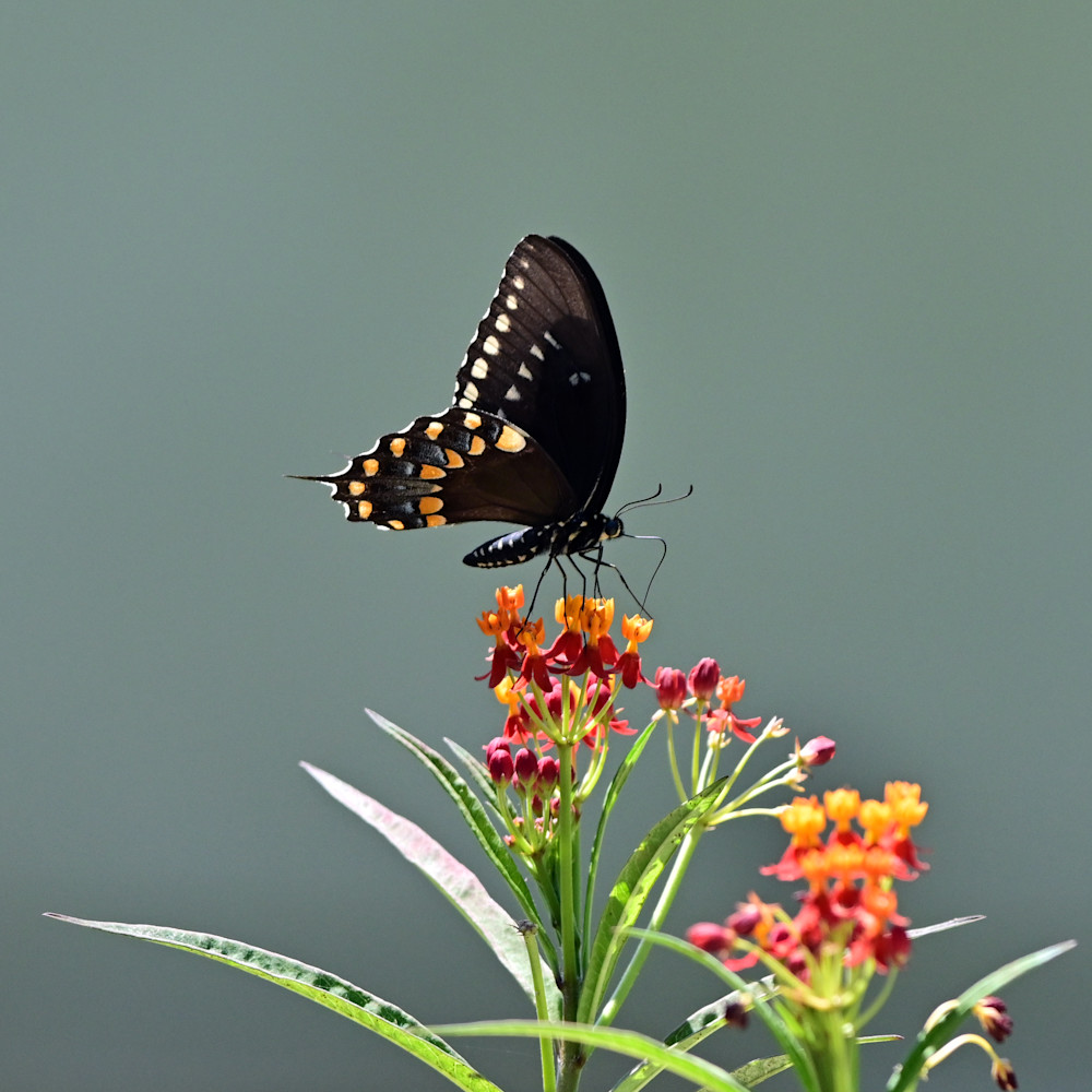 Swallowtail Green Background #3 Photography Art | Don Kerner Photography