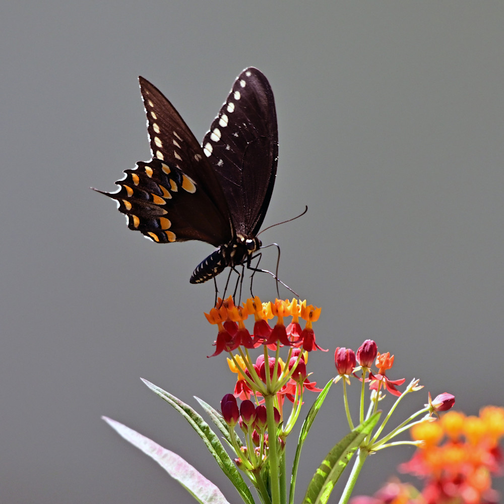Swallowtail Grey Background Photography Art | Don Kerner Photography