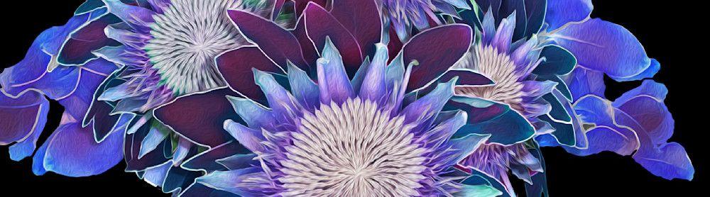 Blue And Maroon King Protea Flowers Close Up Art | Art from the Soul