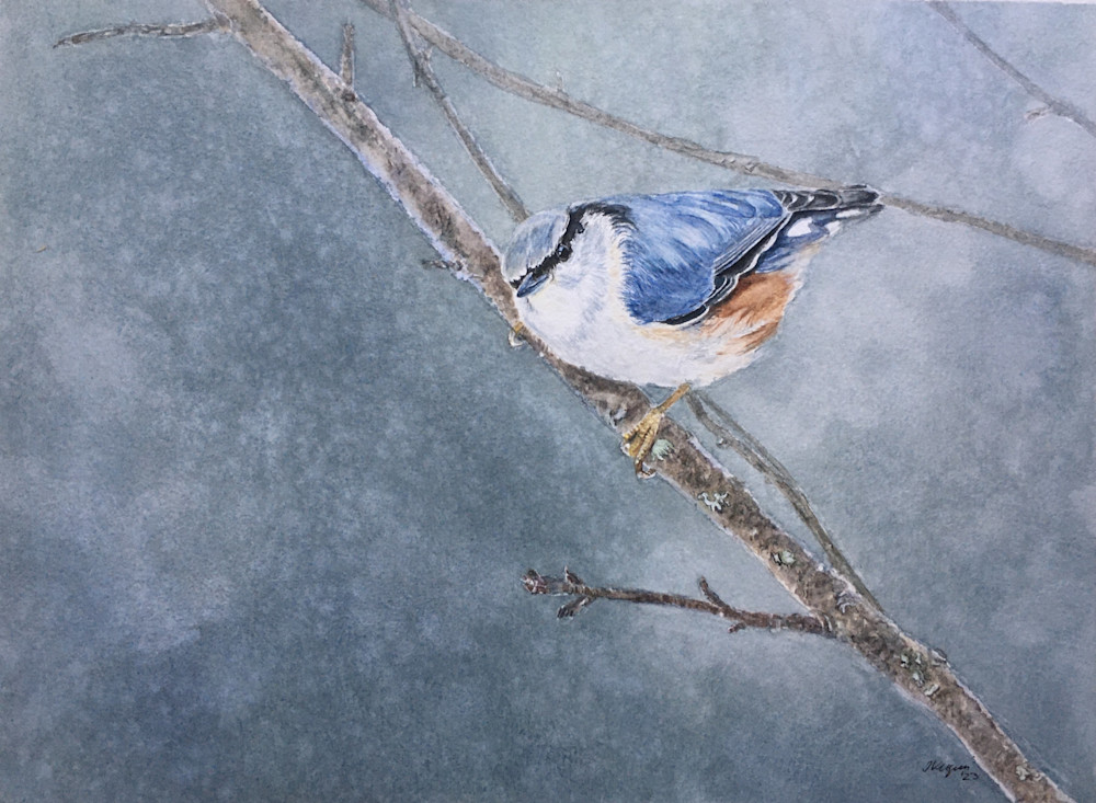 White-breasted Nuthatch "Nuthatch Silence" watercolor art print