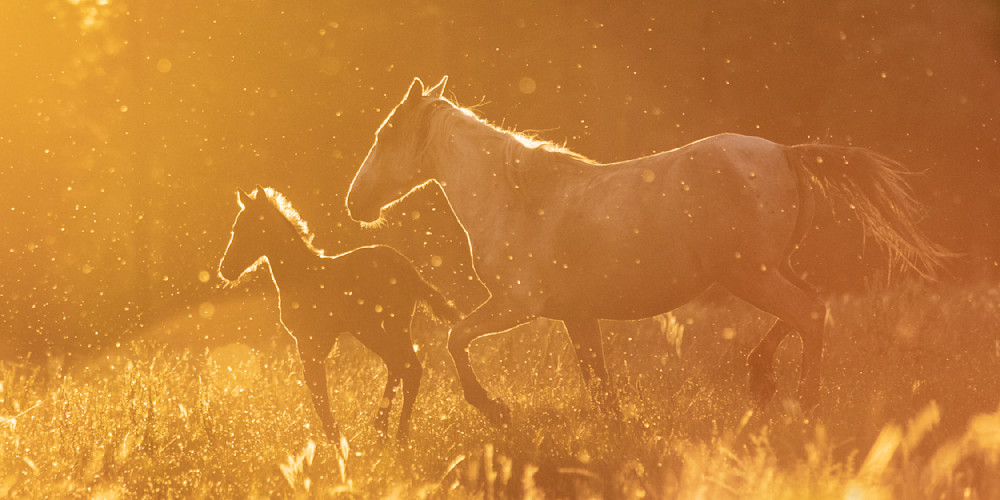 Golden Wild Horse Sunset Photography Art | Thomas Watkins Fine Art