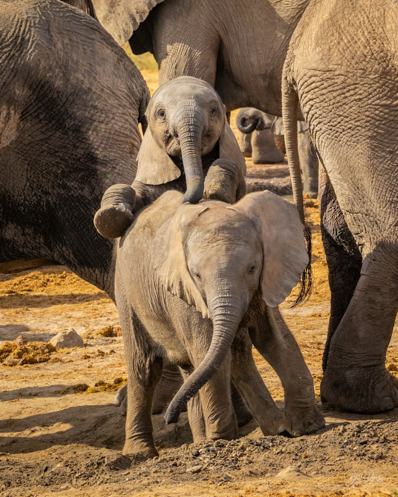 Playful Pachyderms 