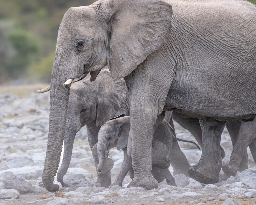 Elephant Family on the Move