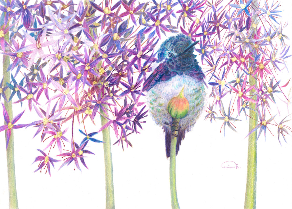 Allison Richter's 'Petal Pusher': Fine Art Print of Costa's Hummingbird Inspired by Shape Repetition