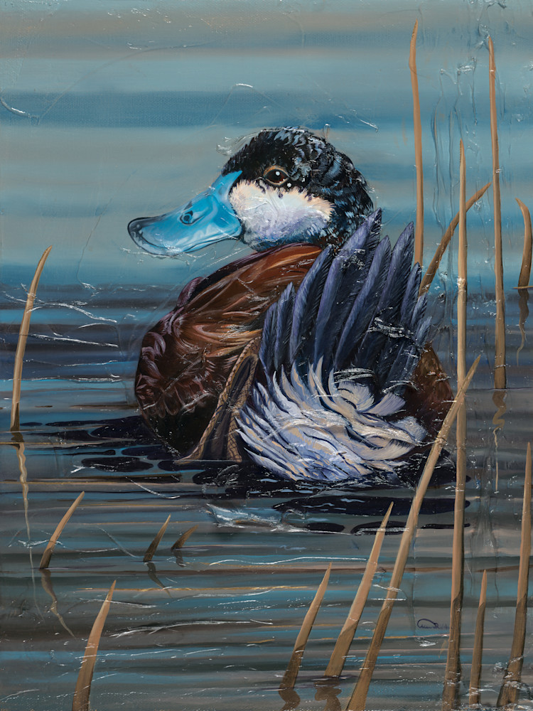Ruddy Duck Art Print – "Morning Shimmer" by Allison Richter (Open Edition)