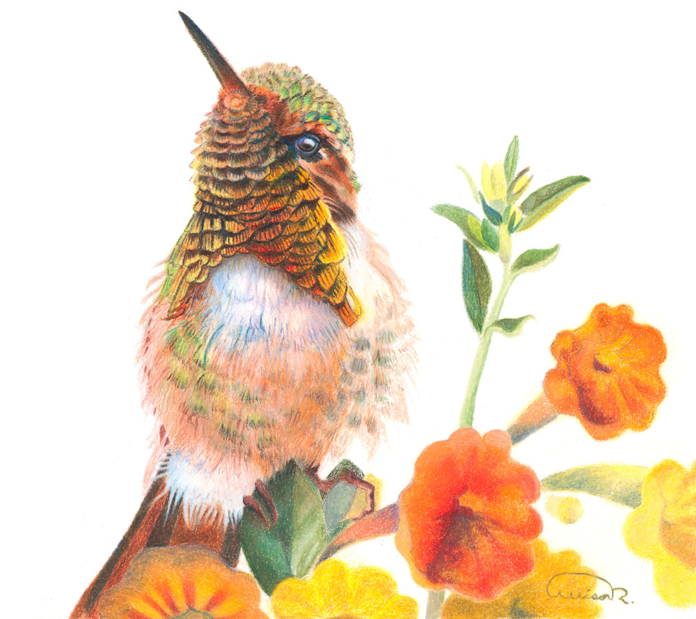 Allison Richter's 'Blooming-dale': Sicilian Hummingbird Color Pencil Fine Art Print for Collectors