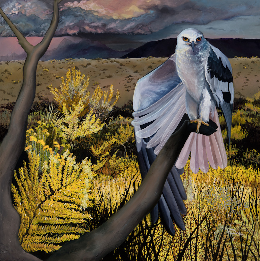 White Tailed Kite Raptor Fine Art Print by Bird Artist Allison Richter for Sale