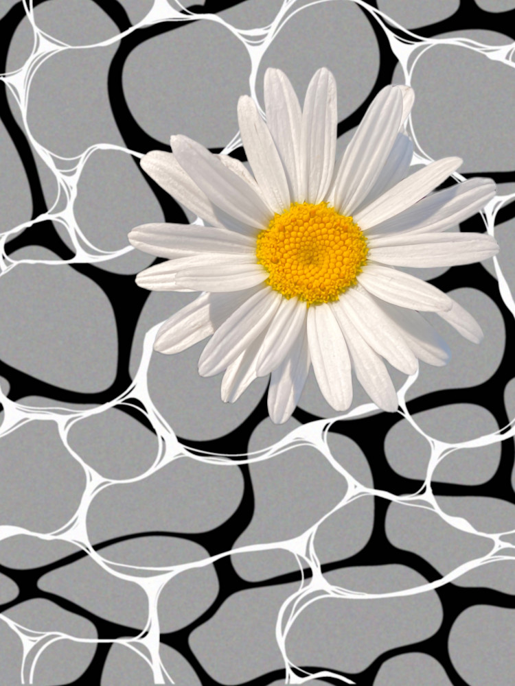 Daisy Retro Black White Vol. 2 Art | tannagx.com