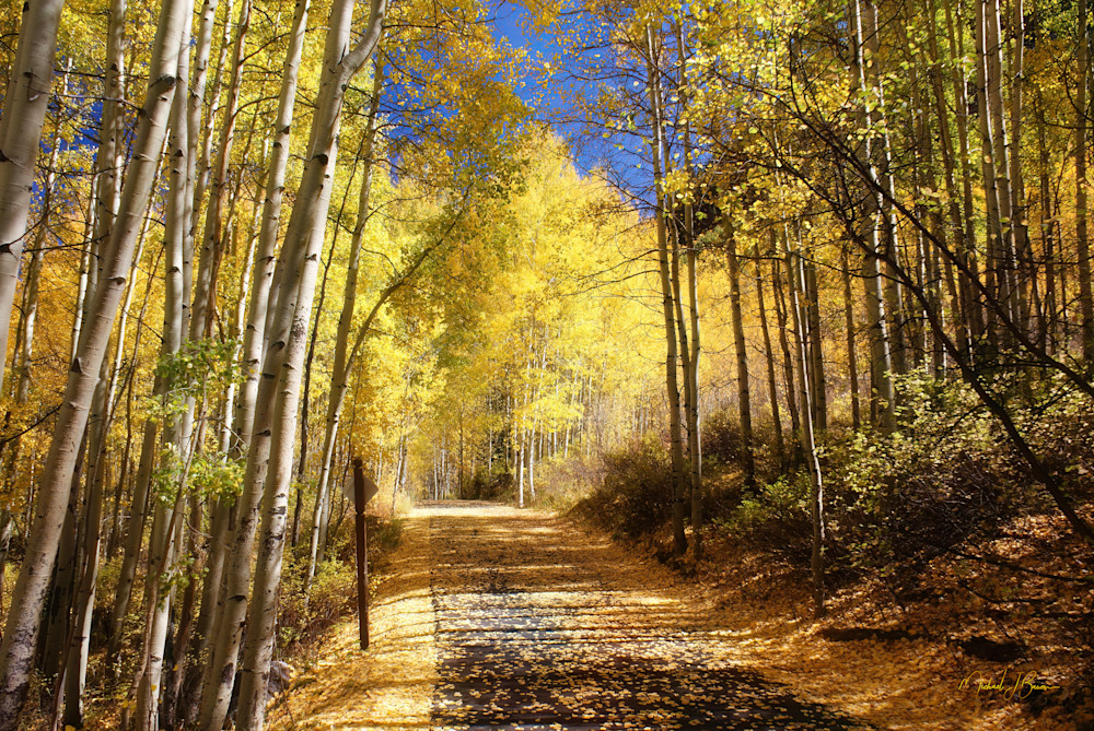 Vail Bike Path Photography Art | Michael J. Bauer Photography