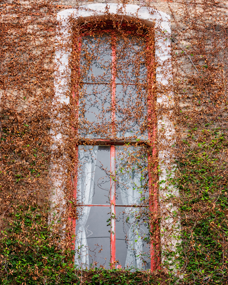 Vine Covered Window Photography Art | Julie Chapa Photography