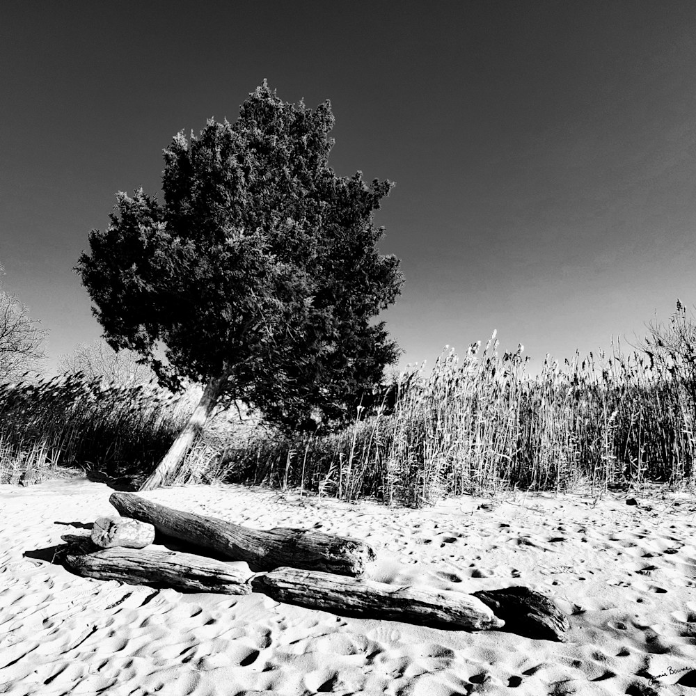 Art Print | Tree On Beach Art | MangosArt, LLC