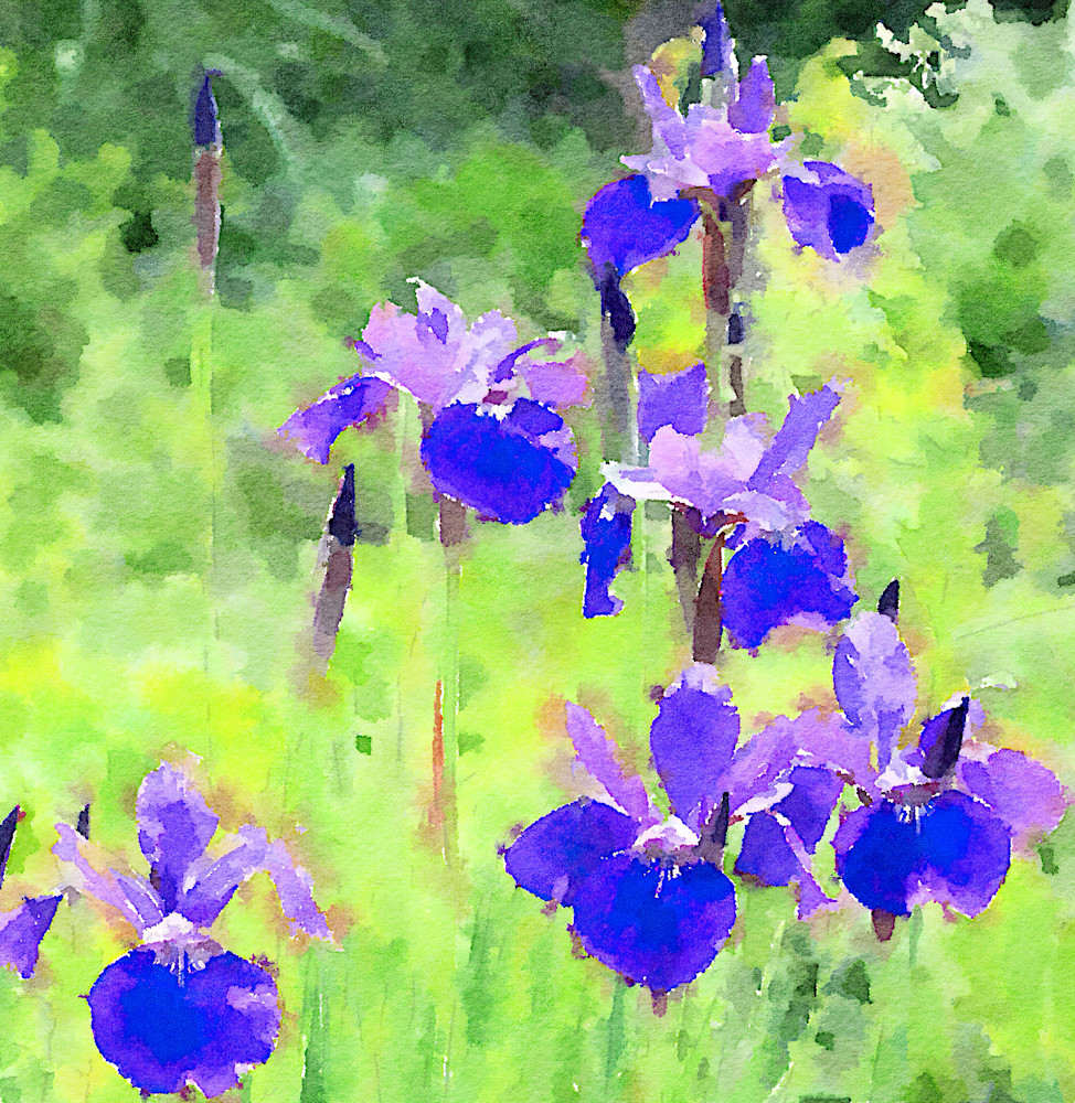 Purple Irises