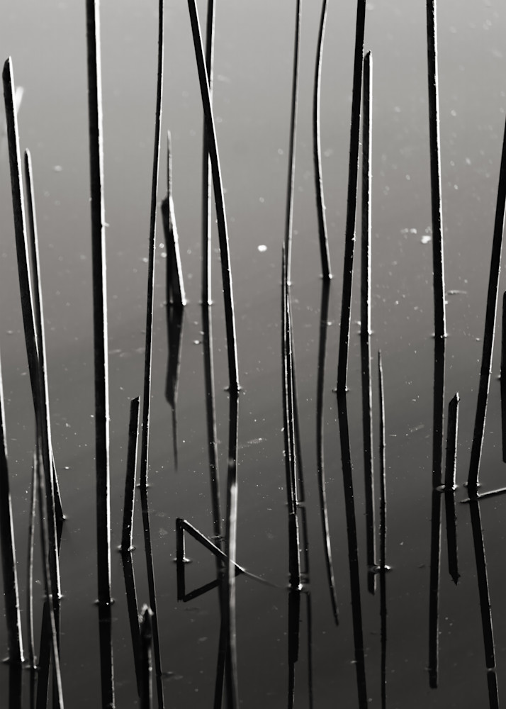 Reflected Reeds In Water Photography Art | LightScapeImagery.com