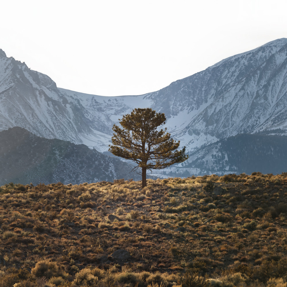 Eastern Sierra Solo Tree Photography Art | LightScapeImagery.com